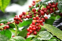 Giá cà phê hôm nay (6-9): Tăng mạnh 2.200 đồng/kg