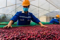 Sản lượng giảm, giá cà phê tăng nhẹ trở lại