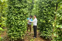 Agribank Mang Yang ưu tiên nguồn vốn vay phát triển sản xuất kinh doanh