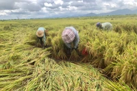 Mưa bão làm lúa của người dân trên địa bàn tỉnh Gia Lai bị ngã đổ và thiệt hại nặng. Ảnh: Lê Nam