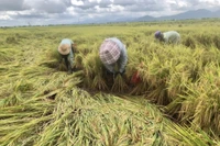 Gia Lai: Tăng cường lãnh đạo, chỉ đạo công tác phòng-chống thiên tai, động đất và tai nạn lao động