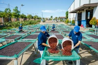 Gia Lai đang nỗ lực đưa công nghệ cao vào sản xuất nông nghiệp nhằm tăng năng suất, góp phần thúc đẩy tăng trưởng xanh. Ảnh: Hà Duy