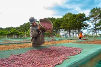 Doanh nghiệp chế biến nông sản, dược liệu nhỏ của Gia Lai tìm đường xuất khẩu
