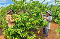 Gia Lai tăng cường lãnh đạo, chỉ đạo hoạt động tín dụng chính sách xã hội