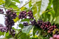 Giá cà phê tăng mạnh, đồng loạt