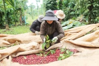 Khởi sắc liên kết sản xuất trong đồng bào dân tộc thiểu số vùng Tây Nguyên: Đưa buôn làng vươn xa