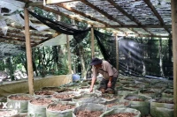 Kon Tum: Người trồng sâm Ngọc Linh lo lắng vì nạn trộm cắp