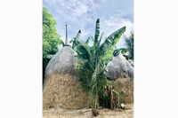 Nhớ mùa toóc rã rơm khô