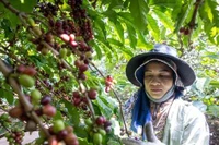 Giá cà phê robusta ngược chiều thế giới