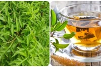 Lá đinh lăng có tốt cho sức khỏe? 