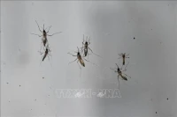 Số ca mắc sốt xuất huyết tại Đắk Nông tăng mạnh