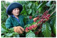 Giá cà phê ở Gia Lai tăng 600 ngàn đồng/tấn