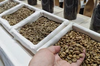 Sốc với giá cà phê Robusta