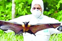 Cảnh giác trước sự lây lan của virus Nipah