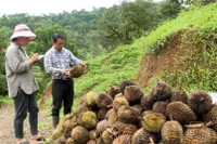 Sầu riêng ở Đắk Glong rụng trái bất thường