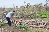 Nông dân Chư Prông chặt bỏ cây điều vì mất mùa, mất giá