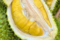 Sầu riêng 'hắt hơi', xuất khẩu rau quả giảm nhiệt
