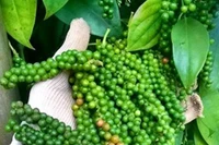 Giá hồ tiêu trong nước tăng 1.500 đồng/kg 