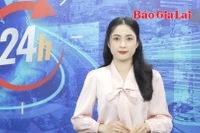 Gia Lai 24h: Hàng trăm cây trồng bị phá hoại ở Chư Păh