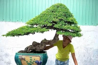 Chi tiền triệu mua bonsai me dáng 'độc lạ' chơi tết, mong tài lộc vào nhà