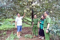 Thu hoạch sầu riêng an toàn, hiệu quả