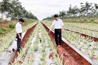 Ngành nông nghiệp Gia Lai nâng cao khả năng thích ứng