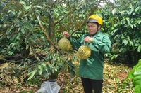 Cần nghiêm trị hành vi phá hoại vườn cây! 
