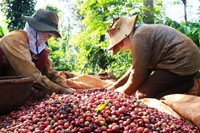 Giá cà phê, hồ tiêu tăng kỷ lục