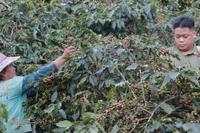 70 năm Chiến thắng Điện Biên Phủ - Bài 15: Arabica tỏa hương dưới đèo Tằng Quái