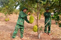 Đồn Biên phòng Ia Nan tăng gia sản xuất để nuôi quân khỏe