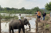 Tour trải nghiệm du lịch thân thiện độc đáo với voi ở Yok Đôn, Đắk Lắk 