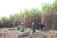 Thành Thành Công Gia Lai tăng tốc thu mua mía nguyên liệu