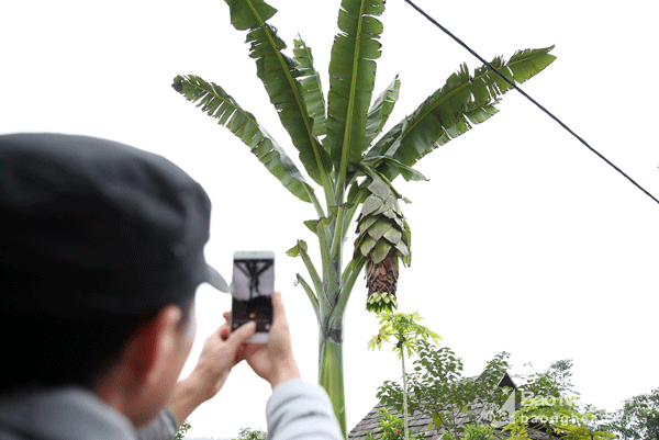 Nhìn từ đằng xa, thì cây chuối 