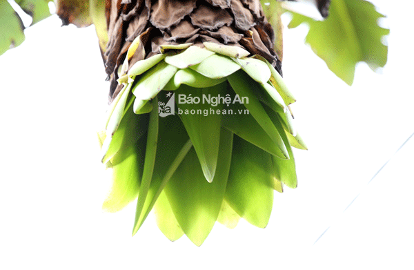 Hoa của loài chuối này khác hoàn toàn với loài chuối thường. Ảnh: Hồ Phương