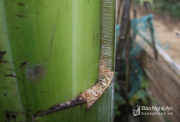 Người dân trong vùng cắt bẹ chuối cô đơn này để làm thuốc giải độc. Ảnh: Hồ Phương.