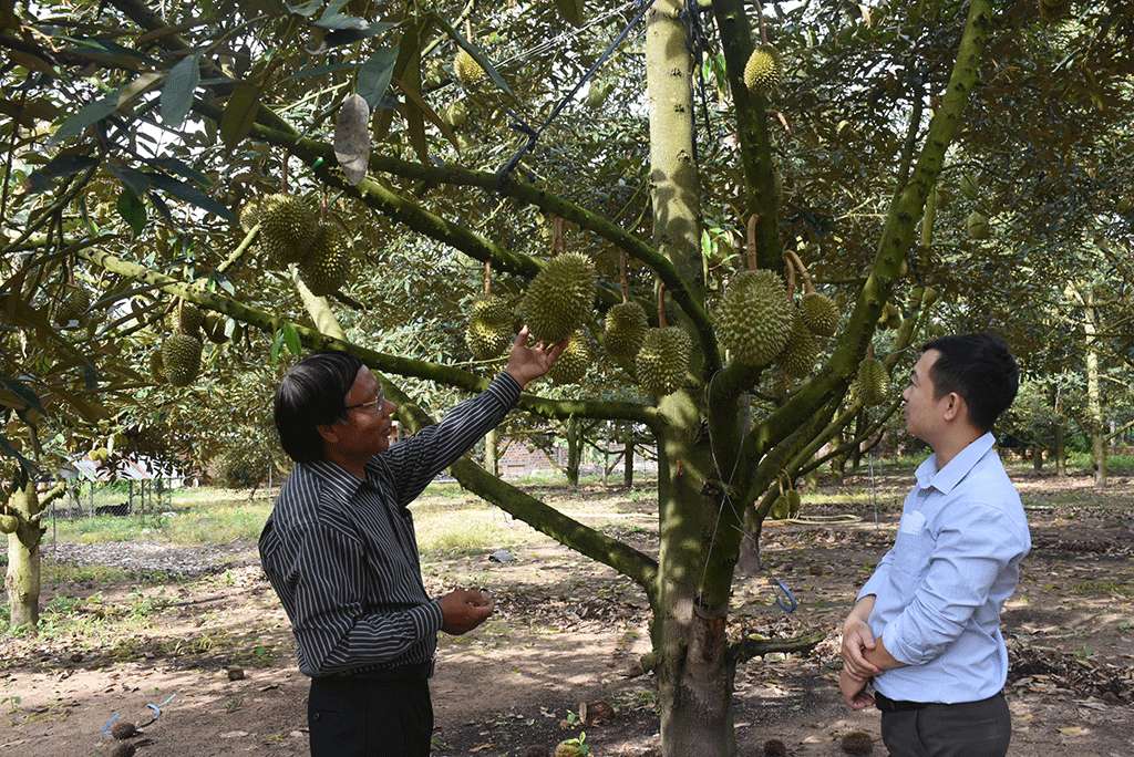 Vườn sầu riêng của gia đình ông Khiêm. Ảnh: Đức Nhật