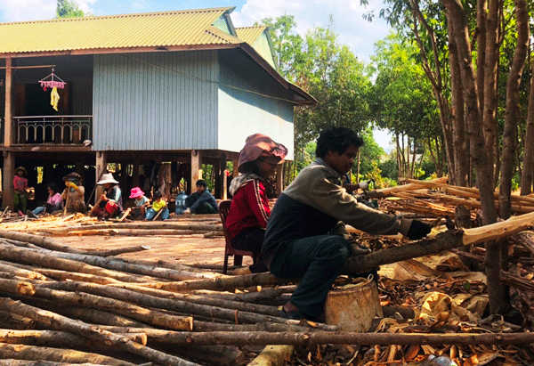 Anh Rơ Châm Lâm thu hoạch bời lời để chuyển sang trồng điều. Ảnh: A.H  Anh Rơ Châm Lâm thu hoạch bời lời để chuyển sang trồng điều. Ảnh: A.H
