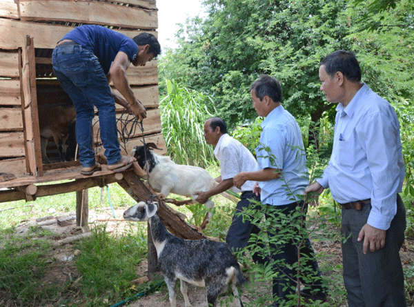 Nhiều hộ dân tộc thiểu số ở thị xã Ayun Pa được hỗ trợ nuôi dê Bách Thảo đã vươn lên thoát nghèo. Ảnh: Đ.P
