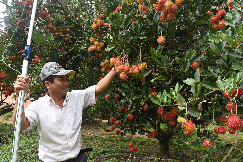 Ông Tiên trong vườn chôm chôm trĩu quả chuẩn bị đón khách. Ảnh: Đức Nhật