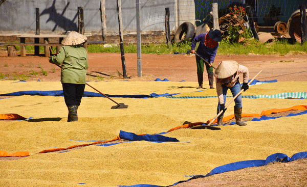 Gia đình già Gluk phơi lúa. Ảnh: H.P Gia đình già Gluk phơi lúa. Ảnh: H.P