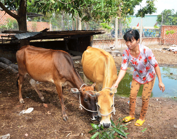 Gia đình chị Ksor H’Lem ở tổ 4 (phường Cheo Reo, thị xã Ayun Pa) được hỗ trợ 2 con bò và vay vốn hộ nghèo 15 triệu đồng để phát triển sản xuất chăn nuôi đã thoát nghèo, vươn lên có thu nhập khá. Ảnh: Đ.P