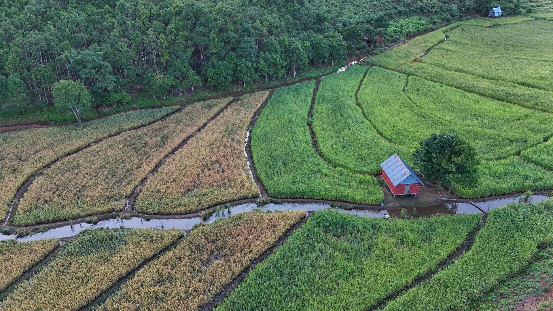 Đời sống nông nghiệp đặc trưng của người Bahnar sinh sống lâu đời trên đỉnh núi cao cũng mang phong vị riêng img-7211.jpg