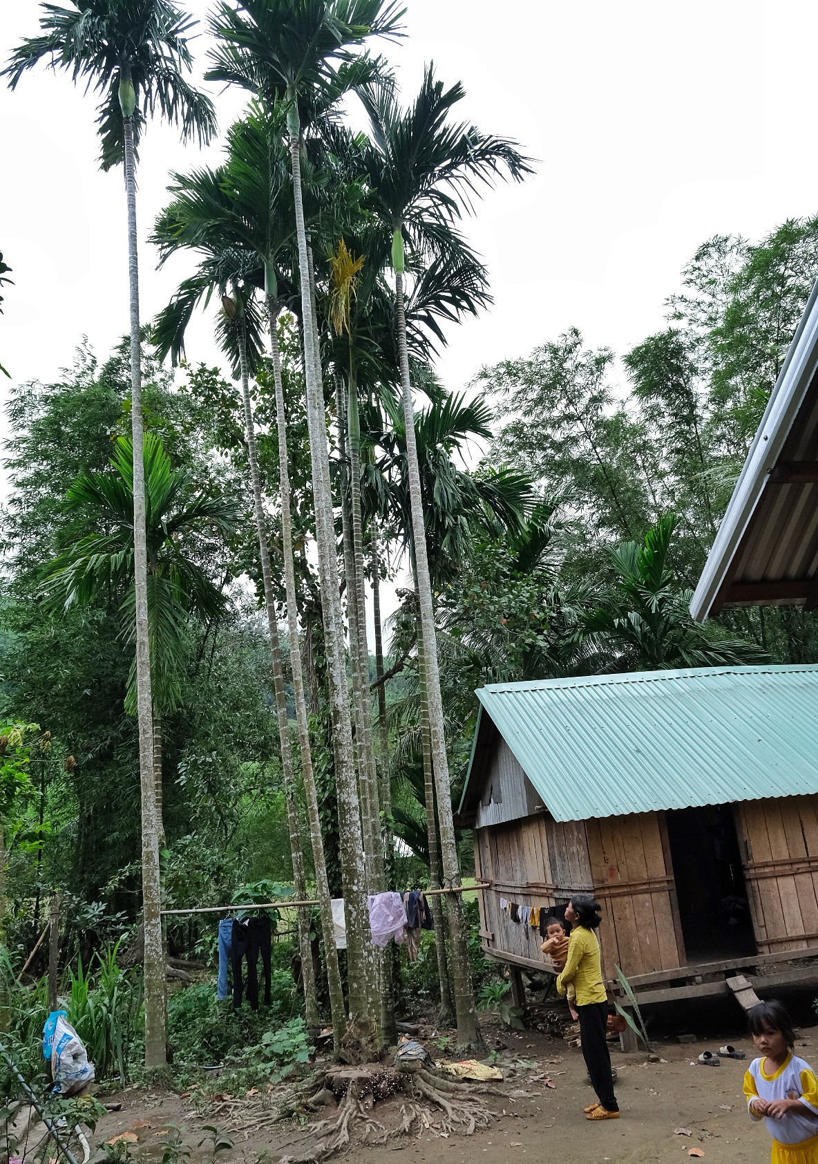 Những cây cau hàng trăm năm tuổi quanh không gian sinh sống phục vụ thú "thưởng trầu" của người dân img-0890.jpg