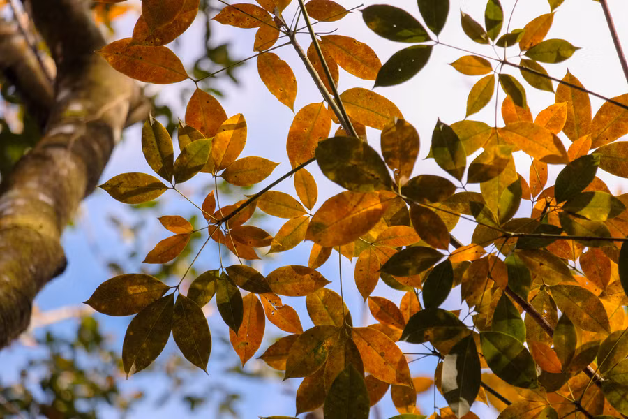 Lá cao su chuyển dần sang sắc cam đỏ đặc trưng. Ảnh: Bi Ly