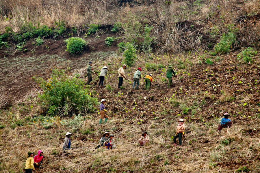 Từng đám dong riềng được thu hoạch đưa xuống núi. Đây là nguyên liệu chính để làm miến dong. Ảnh: Lê Văn Nhất