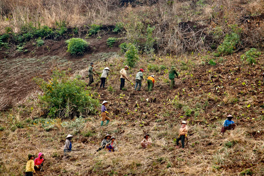 Từng đám dong riềng được thu hoạch đưa xuống núi. Đây là nguyên liệu chính để làm miến dong. Ảnh: Lê Văn Nhất Từng đám dong riềng được thu hoạch đưa xuống núi. Đây là nguyên liệu chính để làm miến dong. Ảnh: Lê Văn Nhất