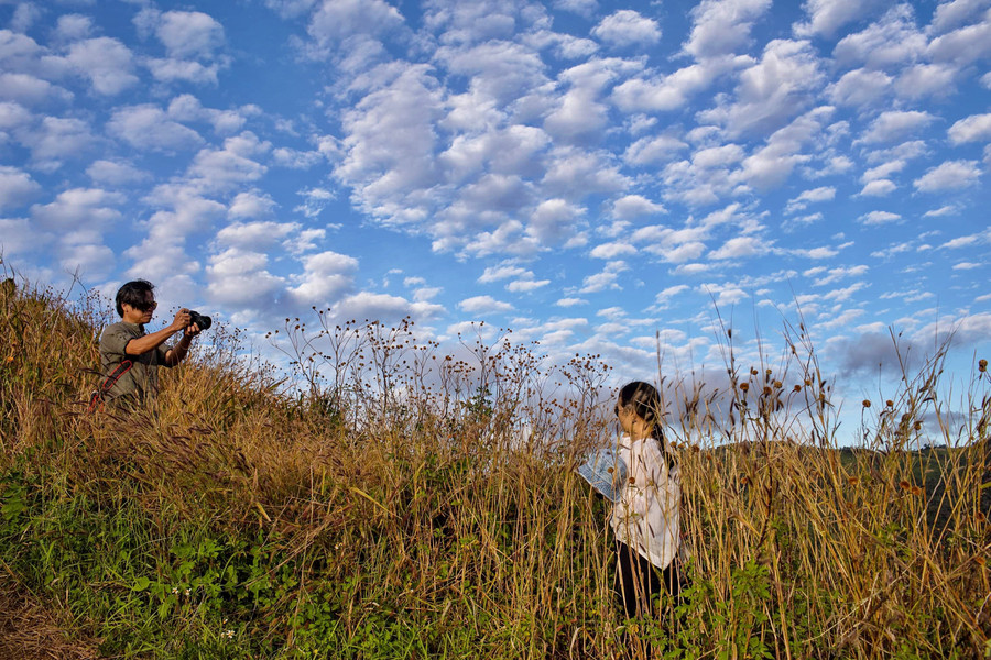 Mùa dã quỳ đã tàn, chỉ còn những đài hoa khô giữa đồng cỏ. Ảnh: Hoàng Ngọc