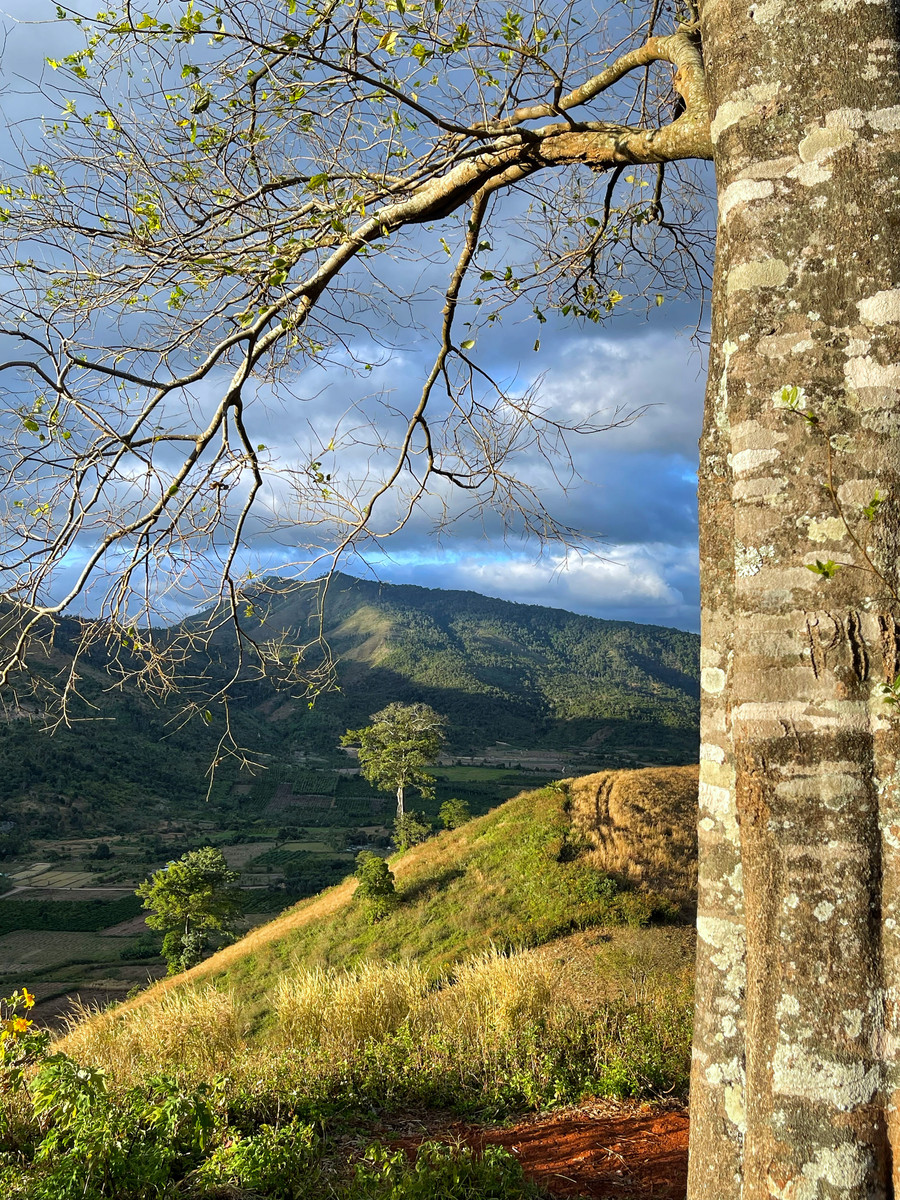 Cây cô đơn trên đường lên núi. Ảnh: Hoàng Ngọc