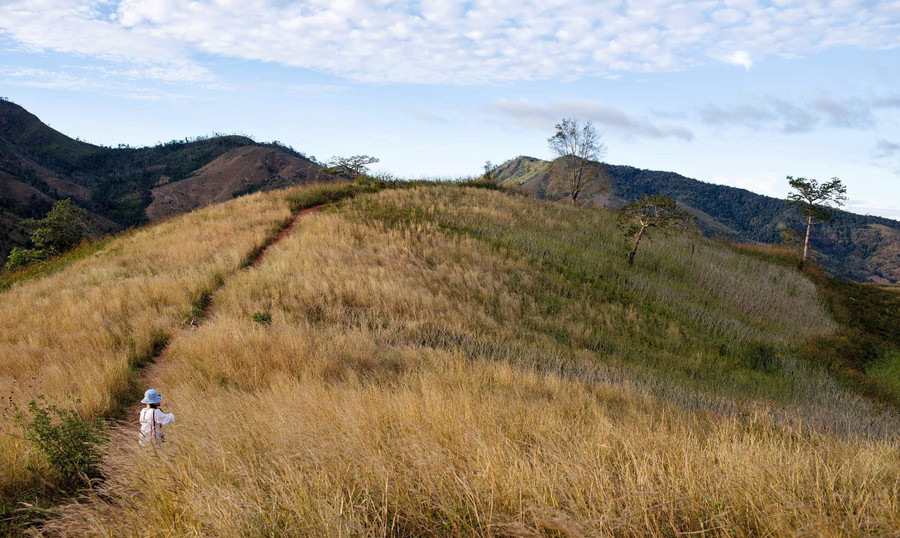&quot;Sống khủng long&quot; trên đỉnh núi lửa Chư Đang Ya. Ảnh: Hoàng Ngọc