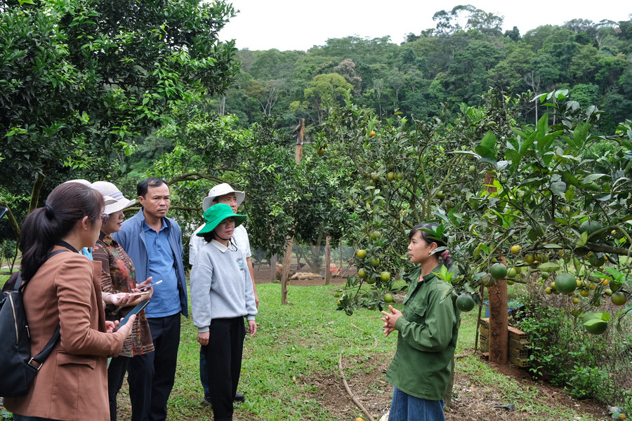 Khảo sát điểm du lịch nông thôn tại trang trại cam thôn Trạm Lập, xã Sơn Lang, huyện Kbang. Ảnh: HOÀNG NGỌC Khảo sát điểm du lịch nông thôn tại trang trại cam thôn Trạm Lập, xã Sơn Lang, huyện Kbang. Ảnh: HOÀNG NGỌC